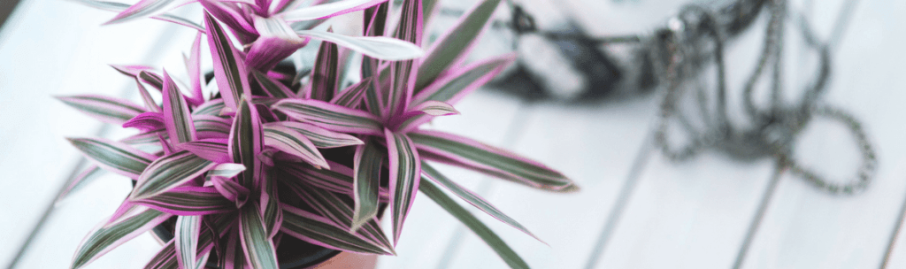 plants